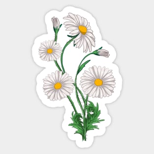 Daisies Chamomile & Marguerites Bouquet Retro Daisy Flower Sticker